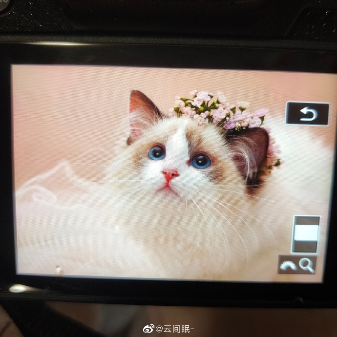 猫图片|宠物猫|猫咪|