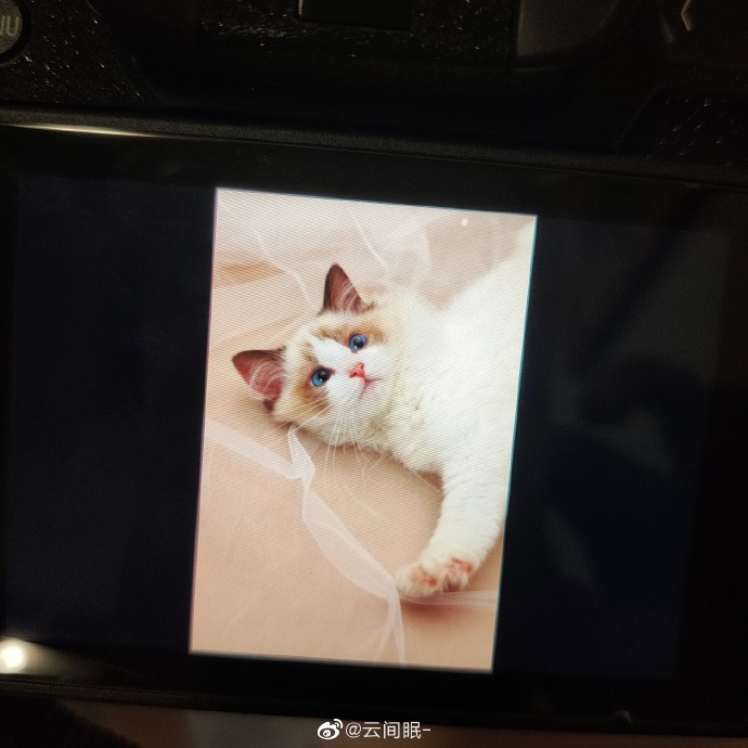 猫图片|宠物猫|猫咪|