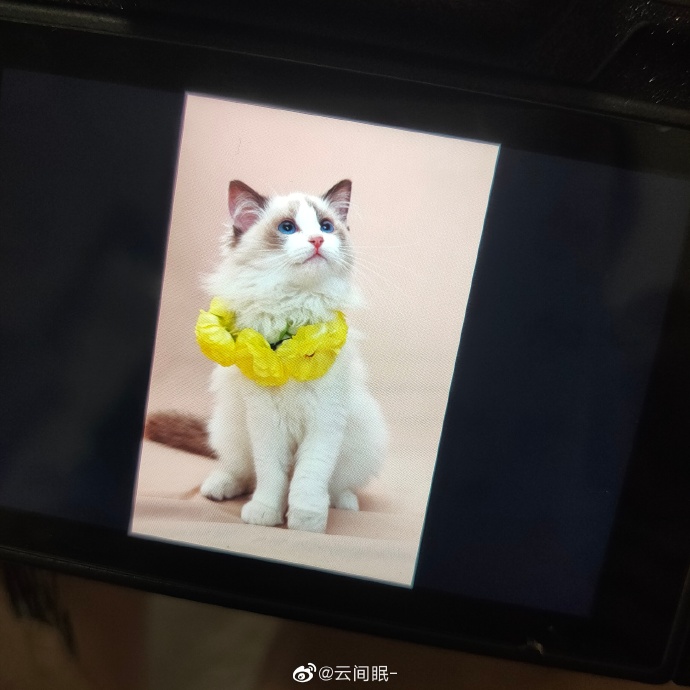 猫图片|宠物猫|猫咪|