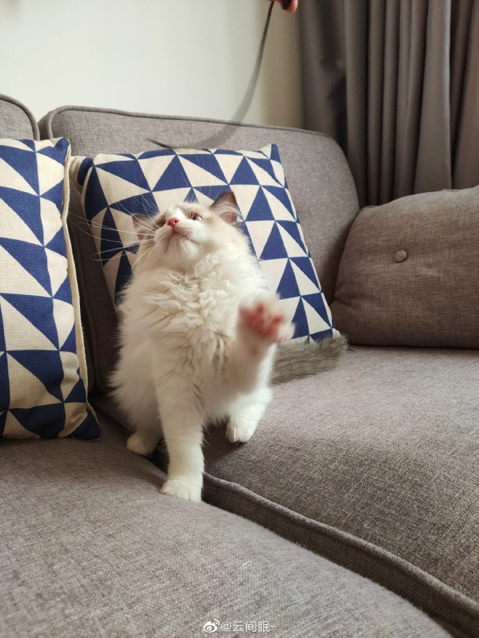 猫图片|宠物猫|猫咪|