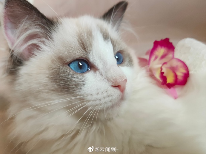 猫图片|宠物猫|猫咪|