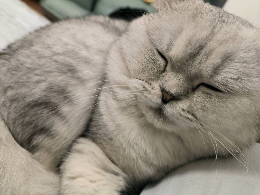 猫图片|宠物猫|猫咪|