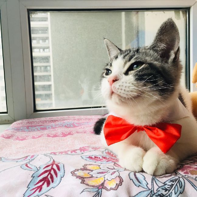 猫图片|宠物猫|猫咪|