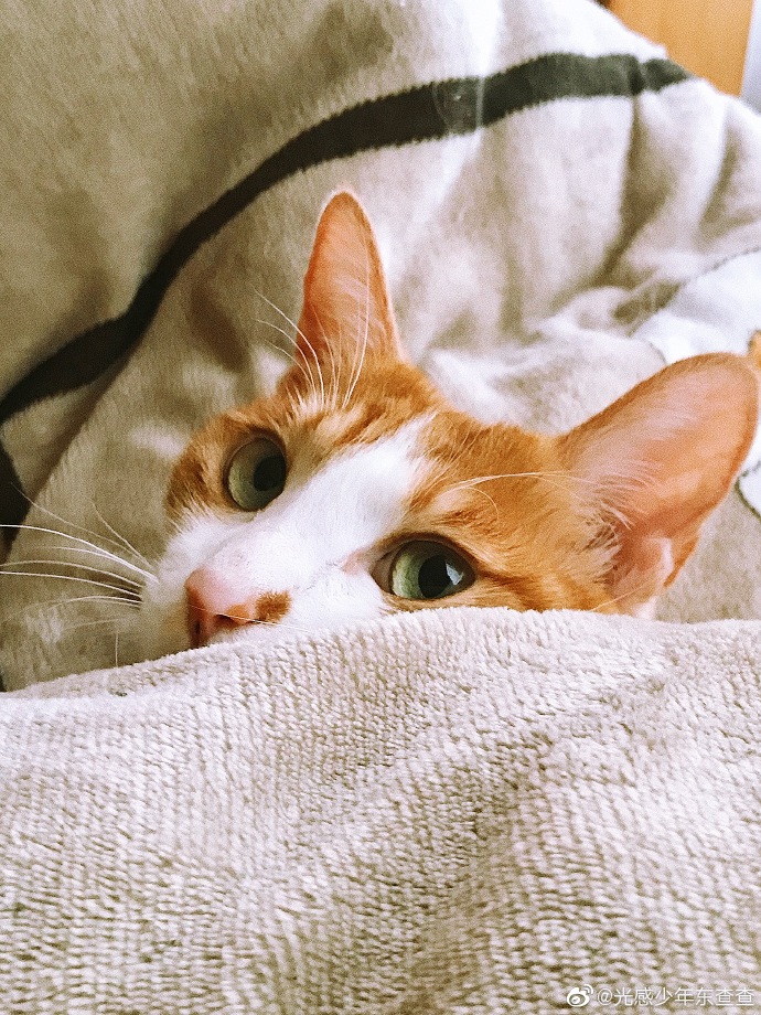 猫图片|宠物猫|猫咪|