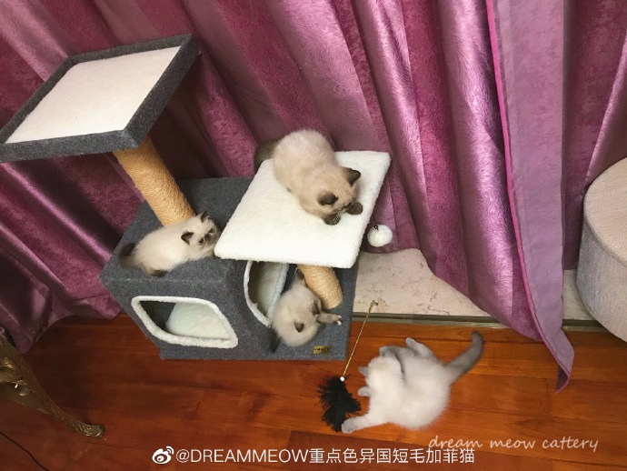 猫图片|宠物猫|猫咪|