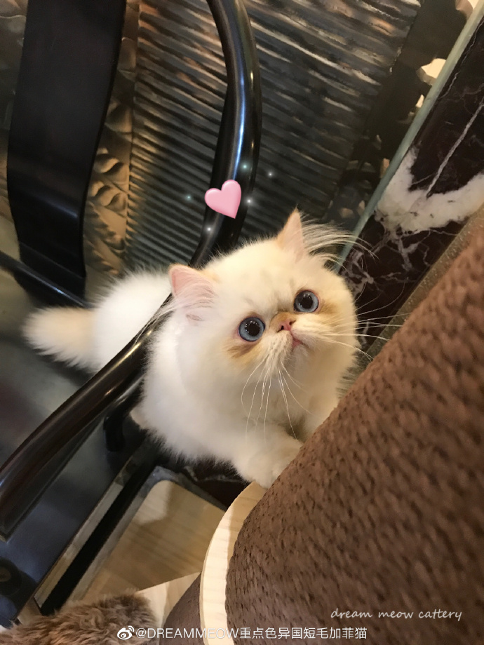 猫图片|宠物猫|猫咪|