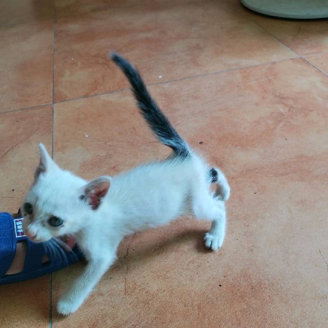 猫图片|宠物猫|猫咪|