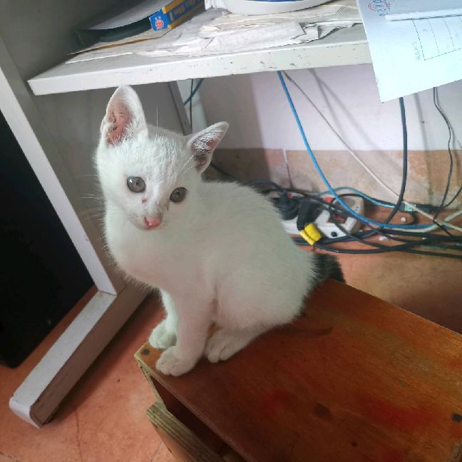 猫图片|宠物猫|猫咪|