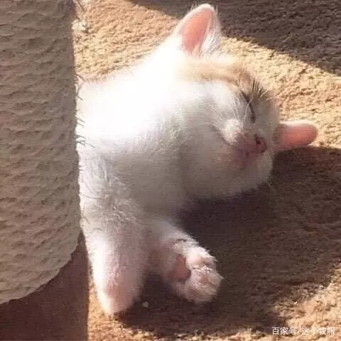 猫图片|宠物猫|猫咪|