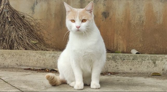 猫图片|宠物猫|猫咪|