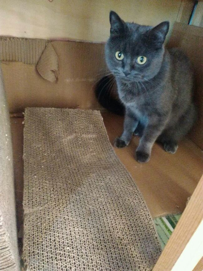 猫图片|宠物猫|猫咪|