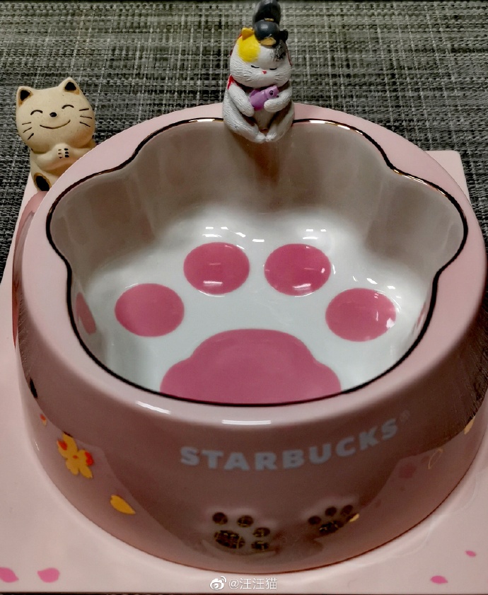 猫图片|宠物猫|猫咪|