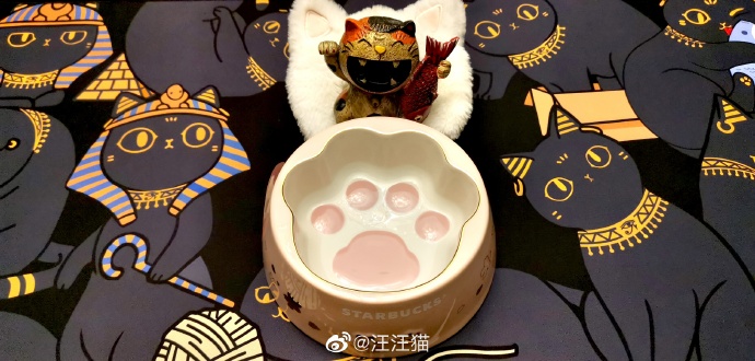 猫图片|宠物猫|猫咪|