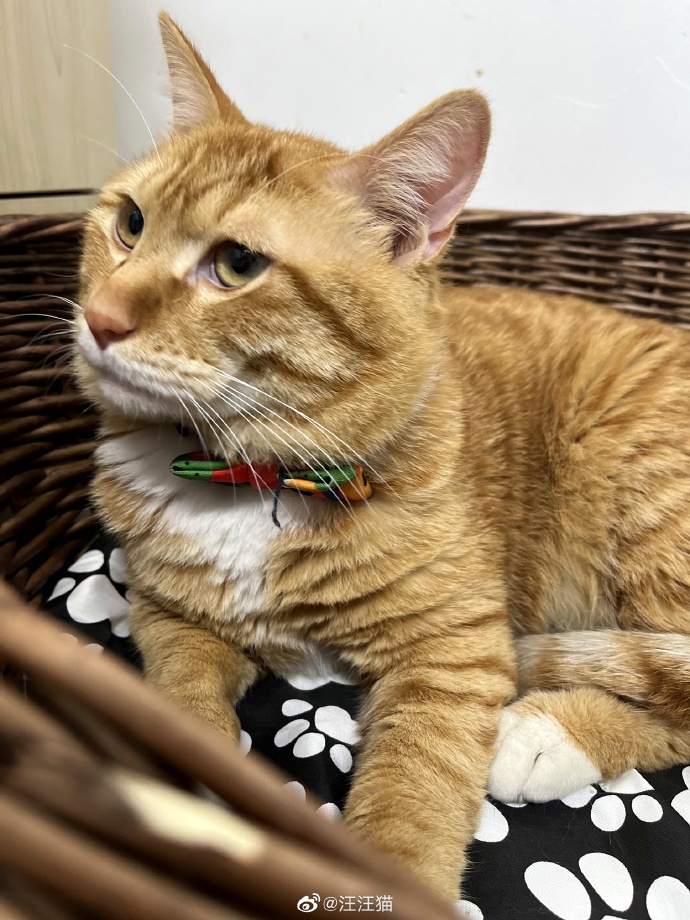 猫图片|宠物猫|猫咪|