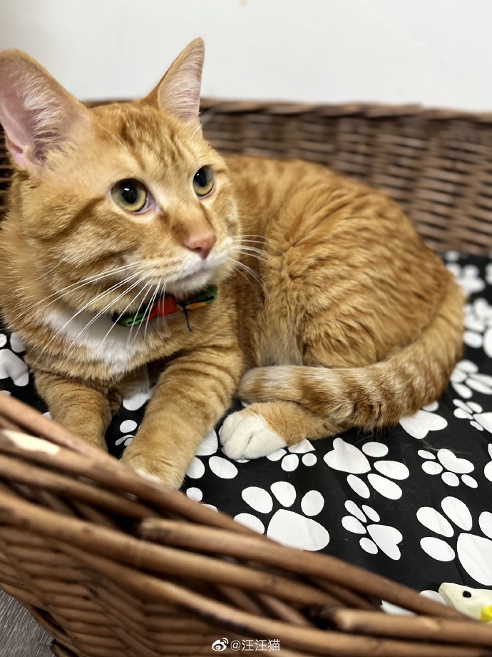 猫图片|宠物猫|猫咪|