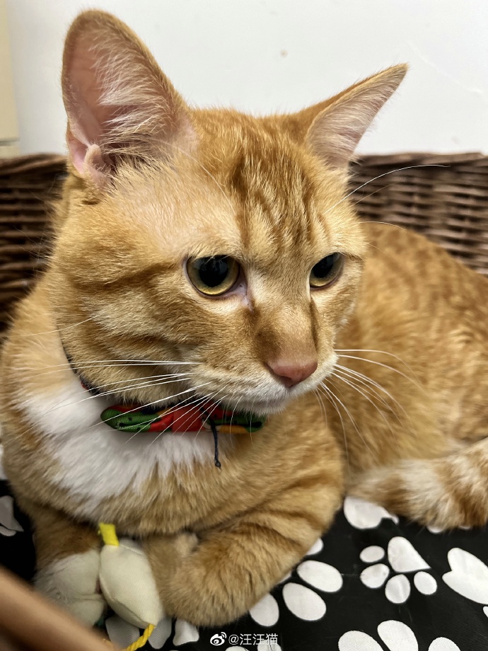 猫图片|宠物猫|猫咪|