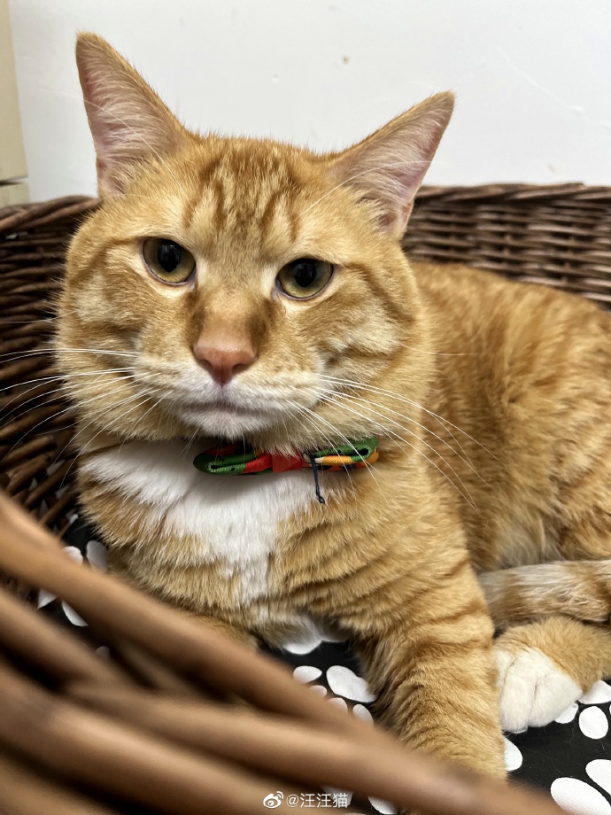 猫图片|宠物猫|猫咪|