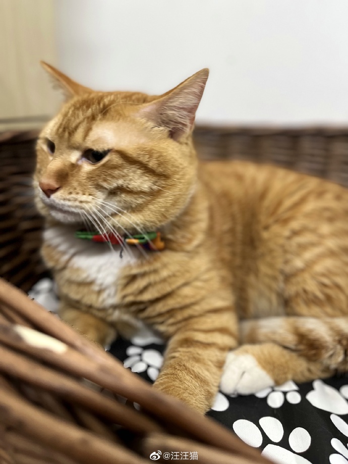 猫图片|宠物猫|猫咪|