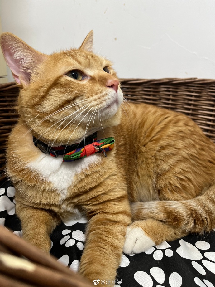 猫图片|宠物猫|猫咪|