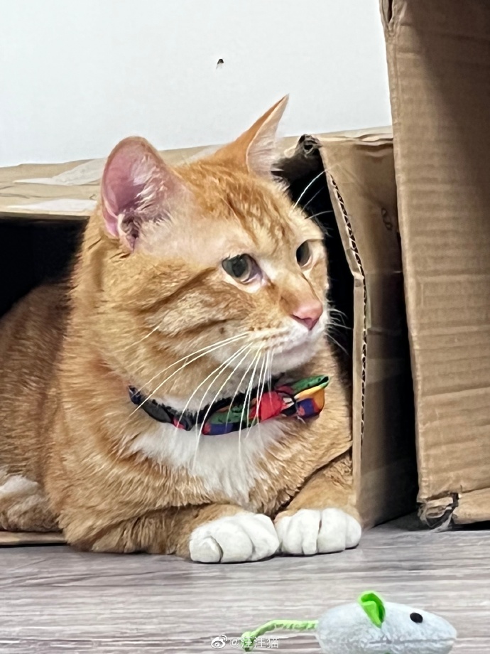 猫图片|宠物猫|猫咪|