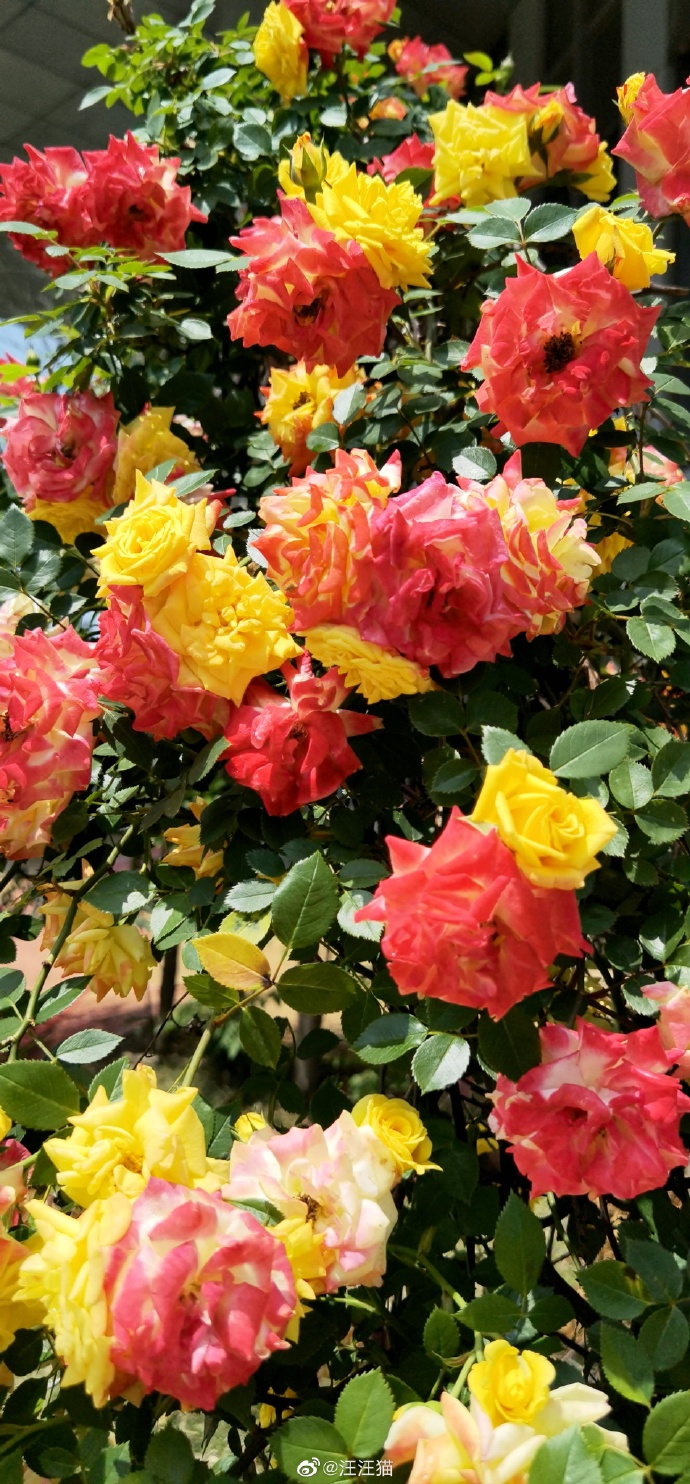 猫图片|宠物猫|猫咪|