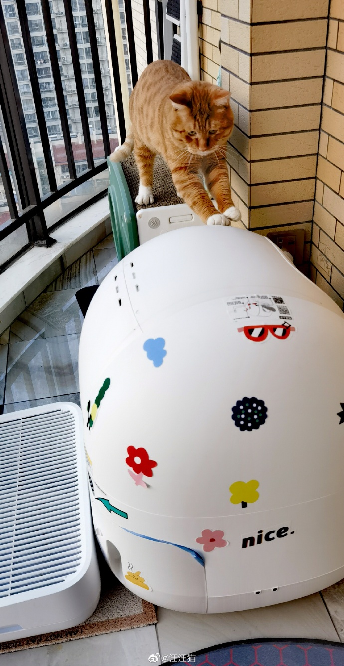 猫图片|宠物猫|猫咪|