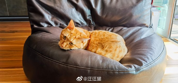 猫图片|宠物猫|猫咪|