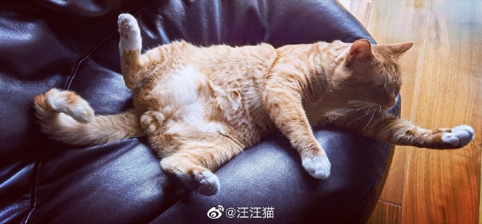 猫图片|宠物猫|猫咪|