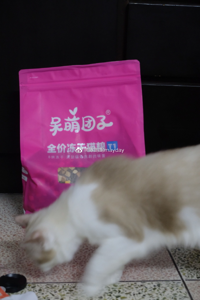 猫图片|宠物猫|猫咪|