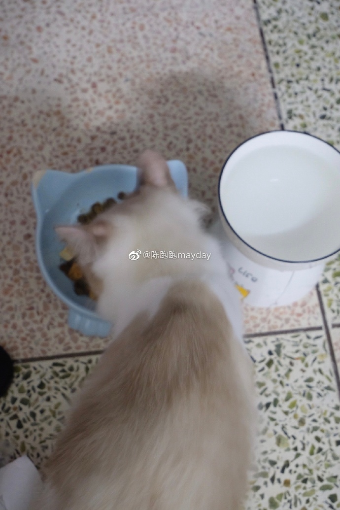 猫图片|宠物猫|猫咪|