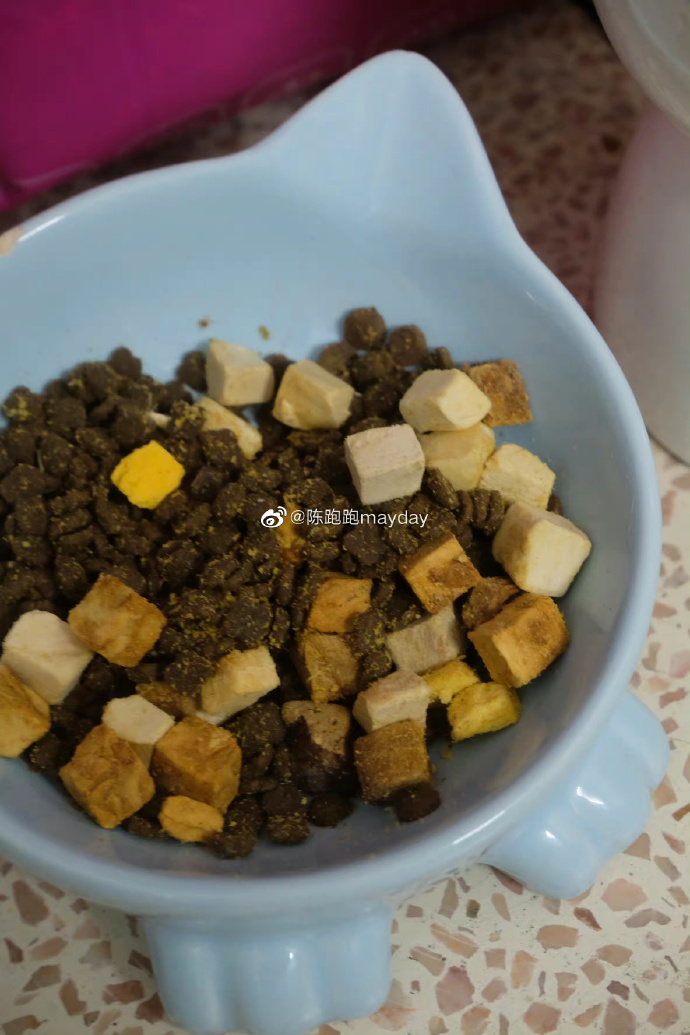 猫图片|宠物猫|猫咪|
