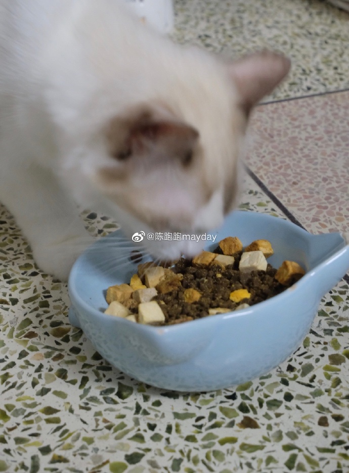 猫图片|宠物猫|猫咪|