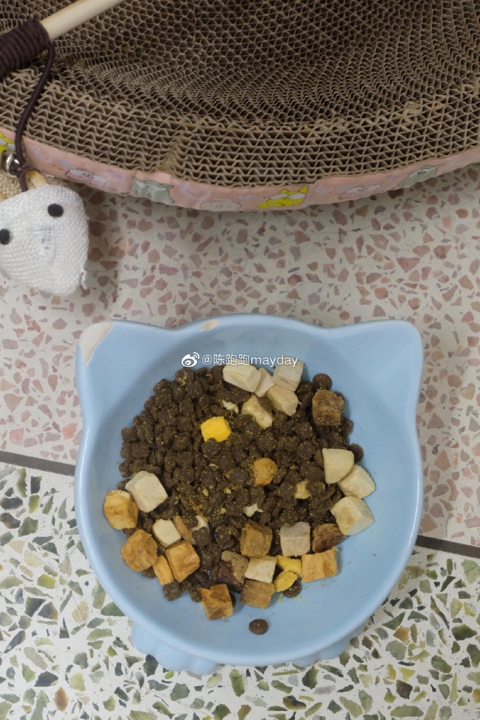 猫图片|宠物猫|猫咪|