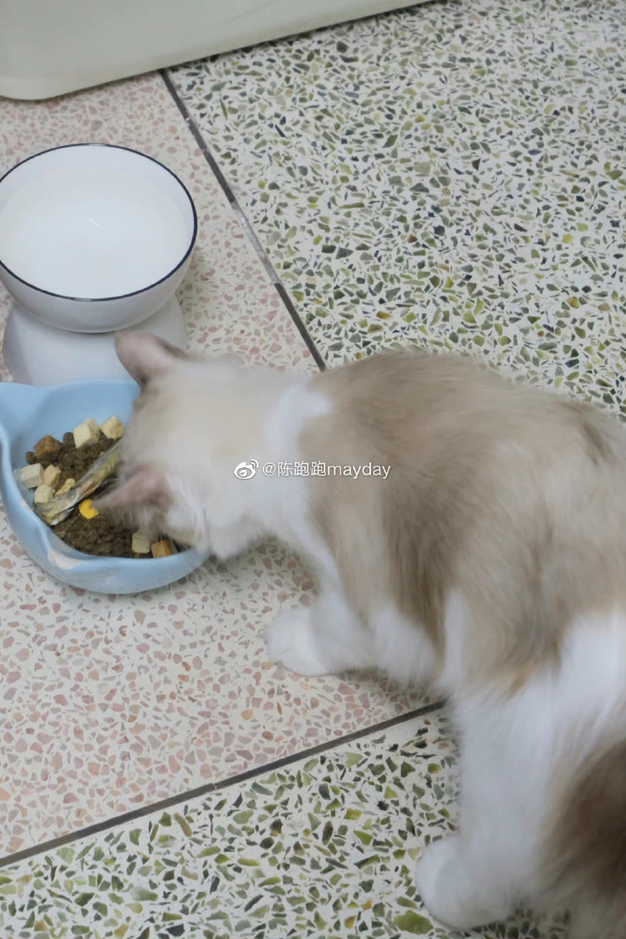 猫图片|宠物猫|猫咪|