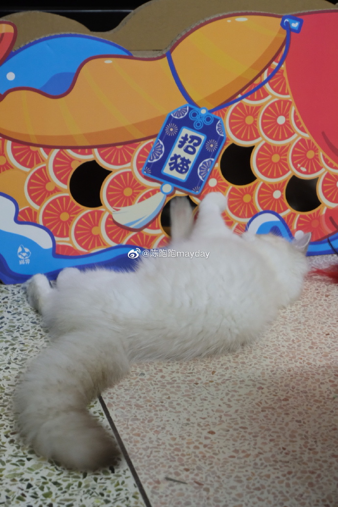 猫图片|宠物猫|猫咪|