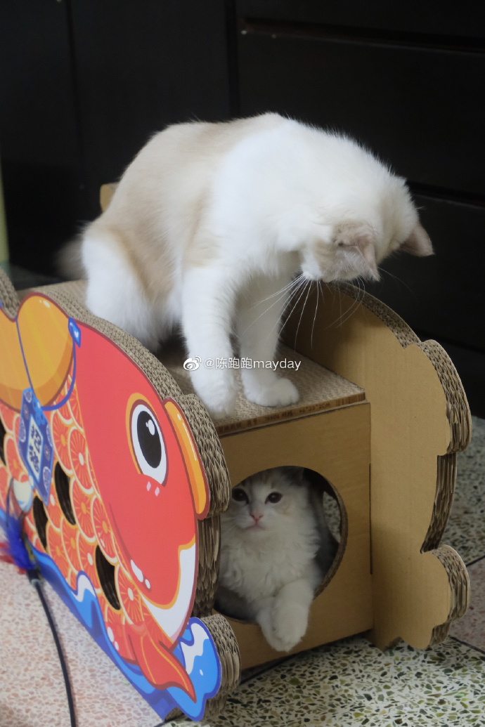 猫图片|宠物猫|猫咪|