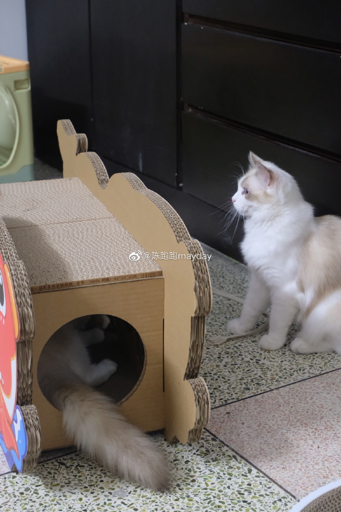 猫图片|宠物猫|猫咪|