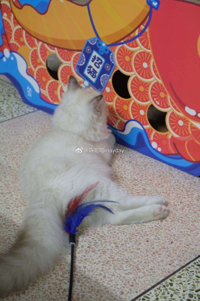 猫图片|宠物猫|猫咪|