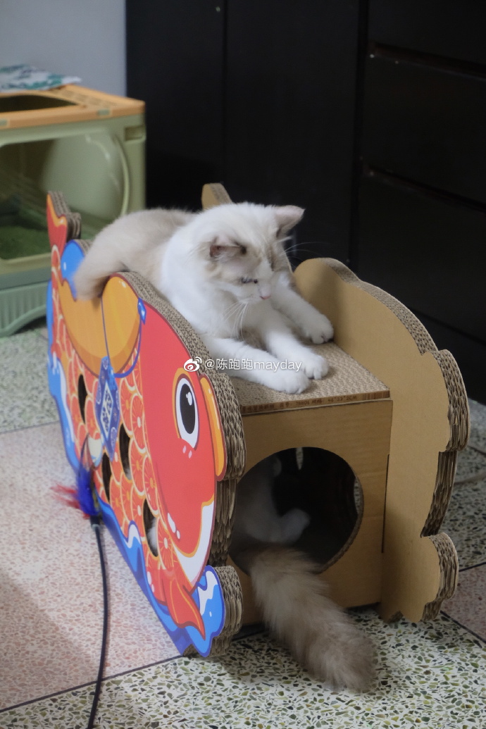 猫图片|宠物猫|猫咪|