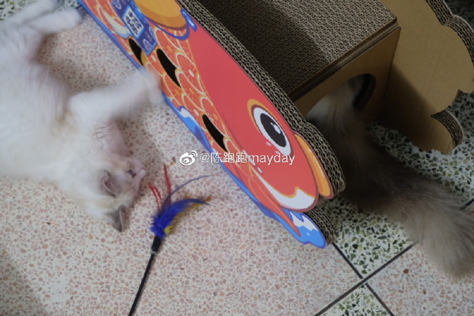 猫图片|宠物猫|猫咪|