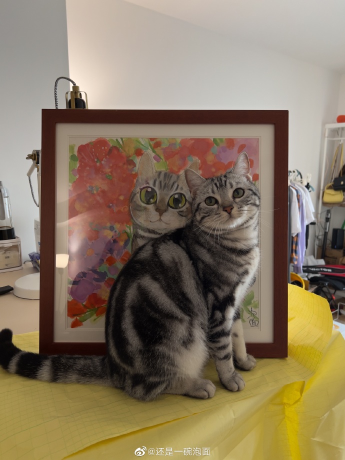 猫图片|宠物猫|猫咪|