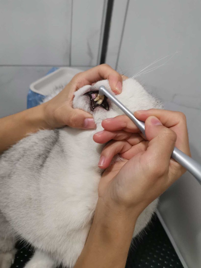 猫图片|宠物猫|猫咪|