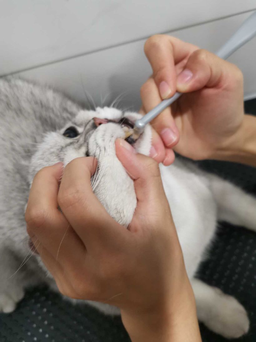 猫图片|宠物猫|猫咪|