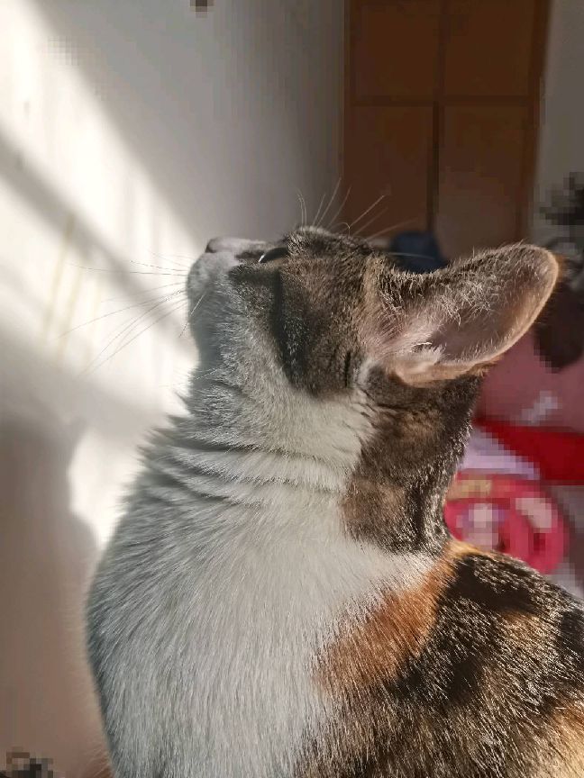 猫图片|宠物猫|猫咪|