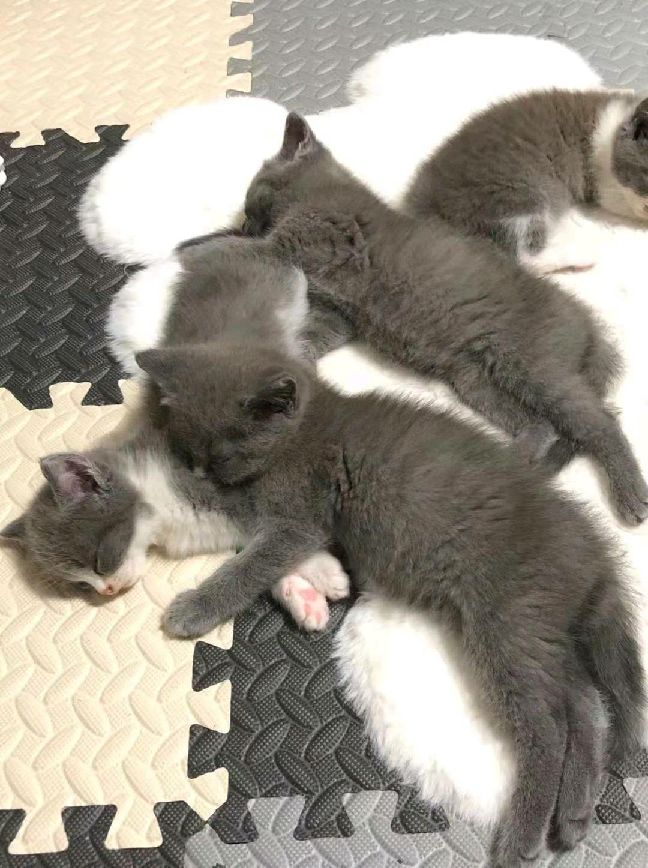 猫图片|宠物猫|猫咪|