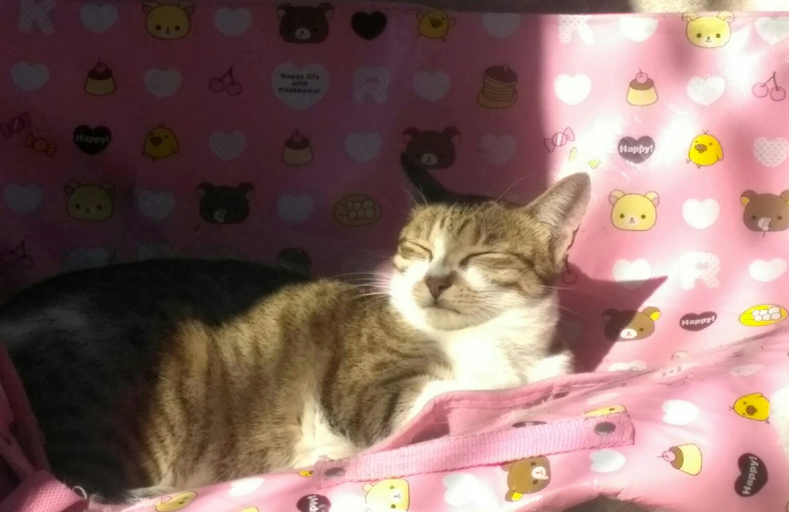 猫图片|宠物猫|猫咪|