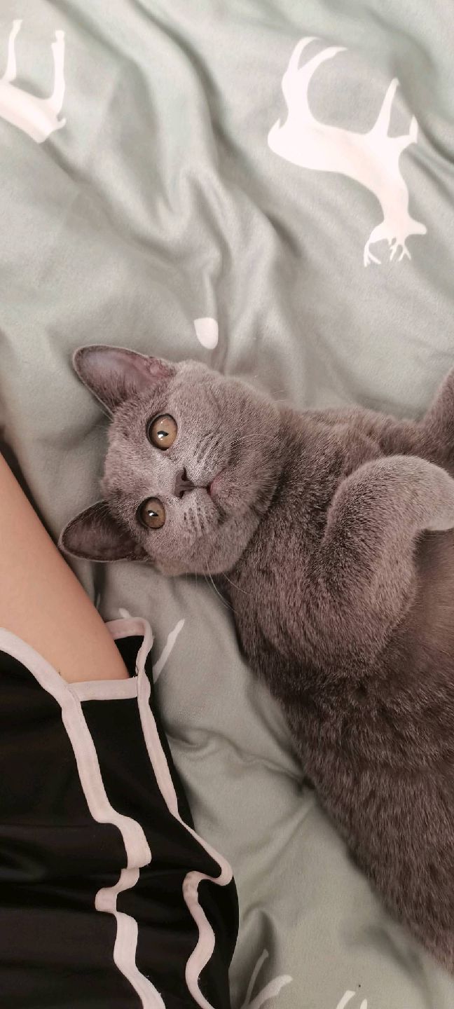 猫图片|宠物猫|猫咪|