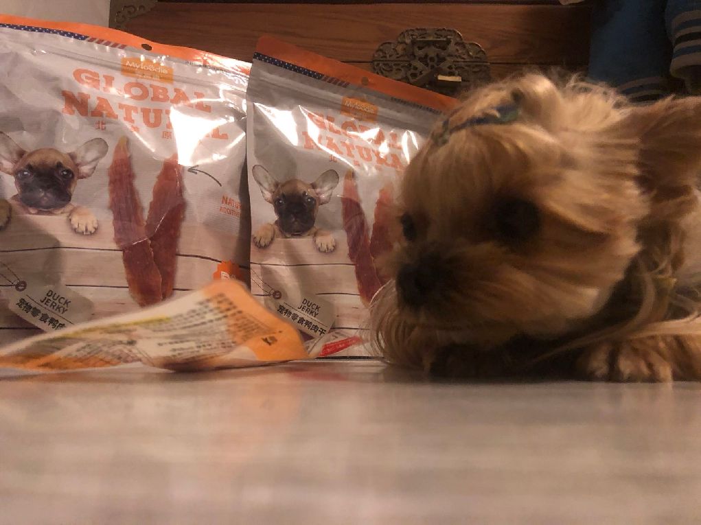 猫图片|宠物猫|猫咪|