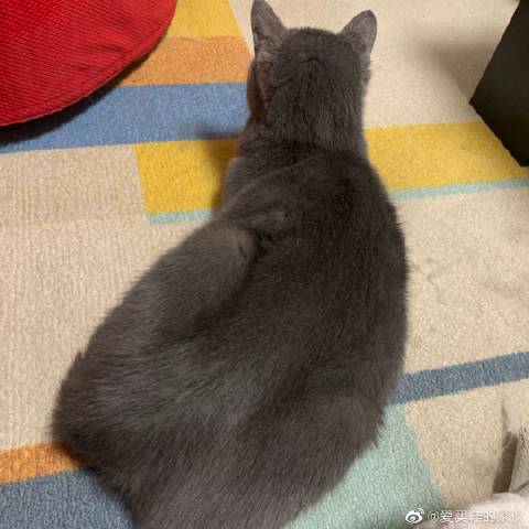 猫图片|宠物猫|猫咪|