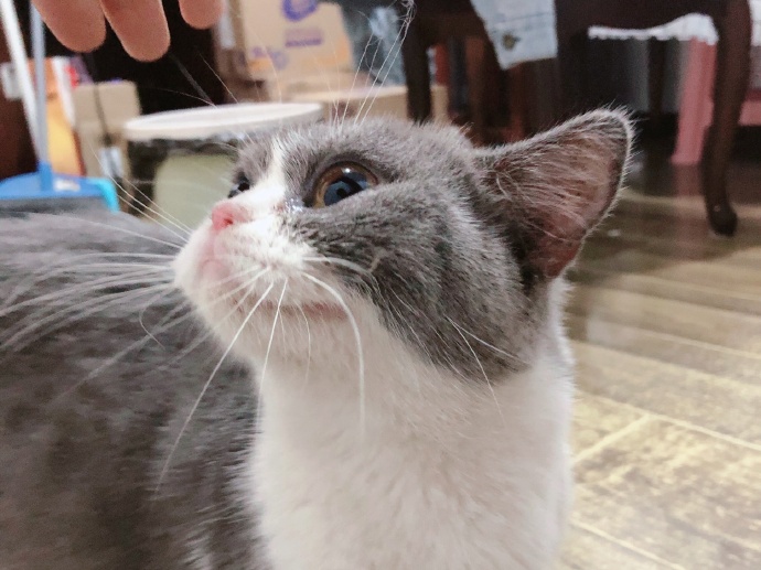 猫图片|宠物猫|猫咪|